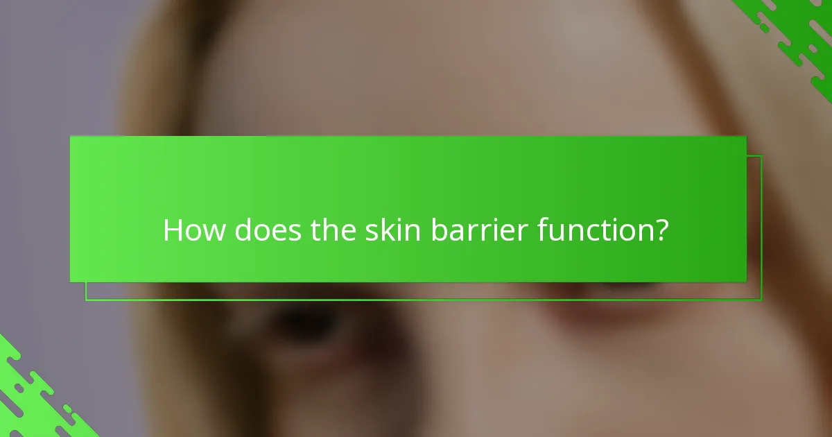 How does the skin barrier function?